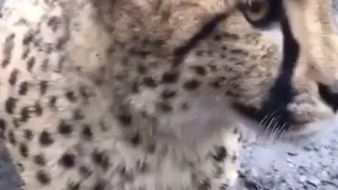 Wow. 🐆🐾