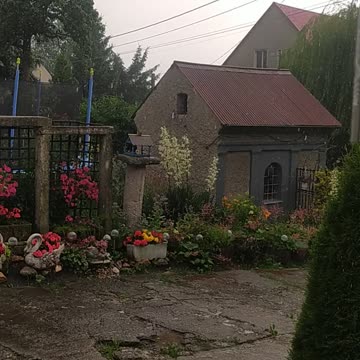 My Garden in rain ⛈️🌼🌸🤍