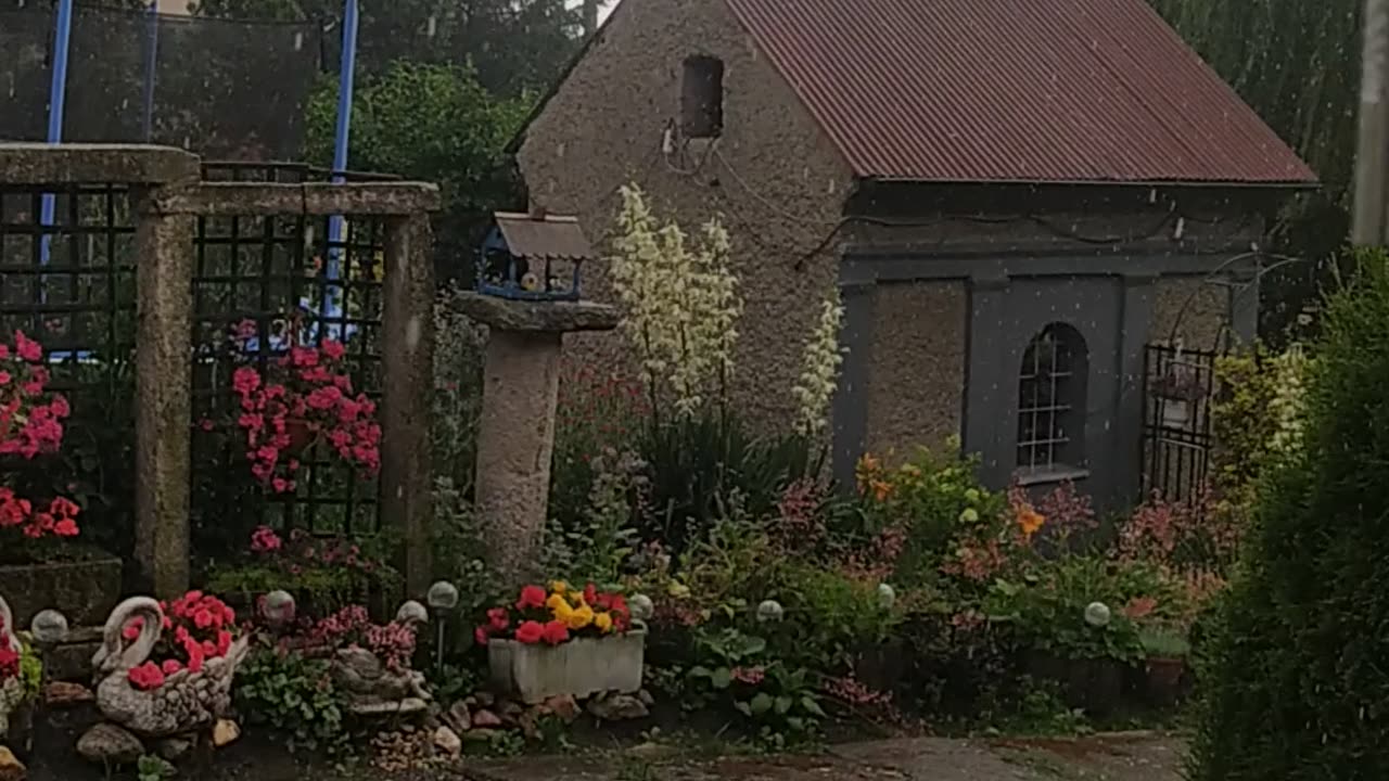 My Garden in rain ⛈️🌼🌸🤍