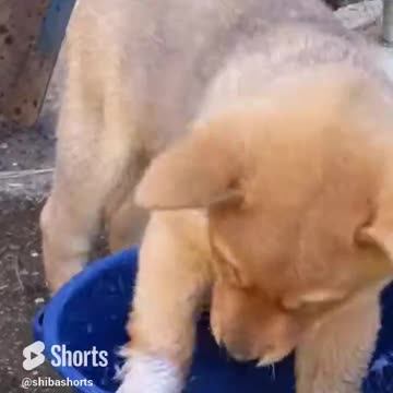 Sometimes you just need to splash