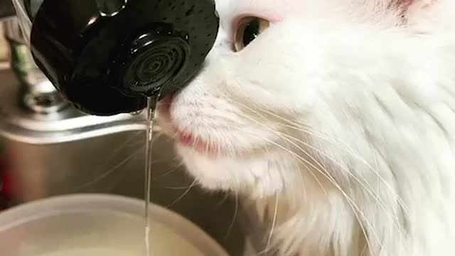 A cat drinking water.