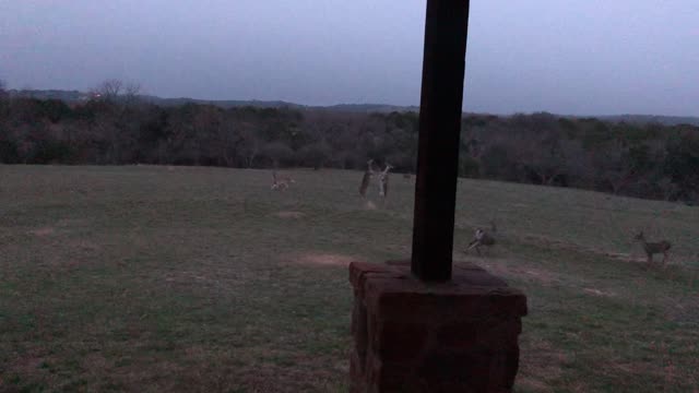 Dueling Doe