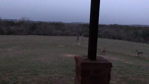 Dueling Doe