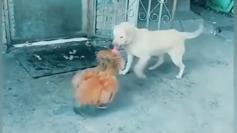 Dog and cock fight video