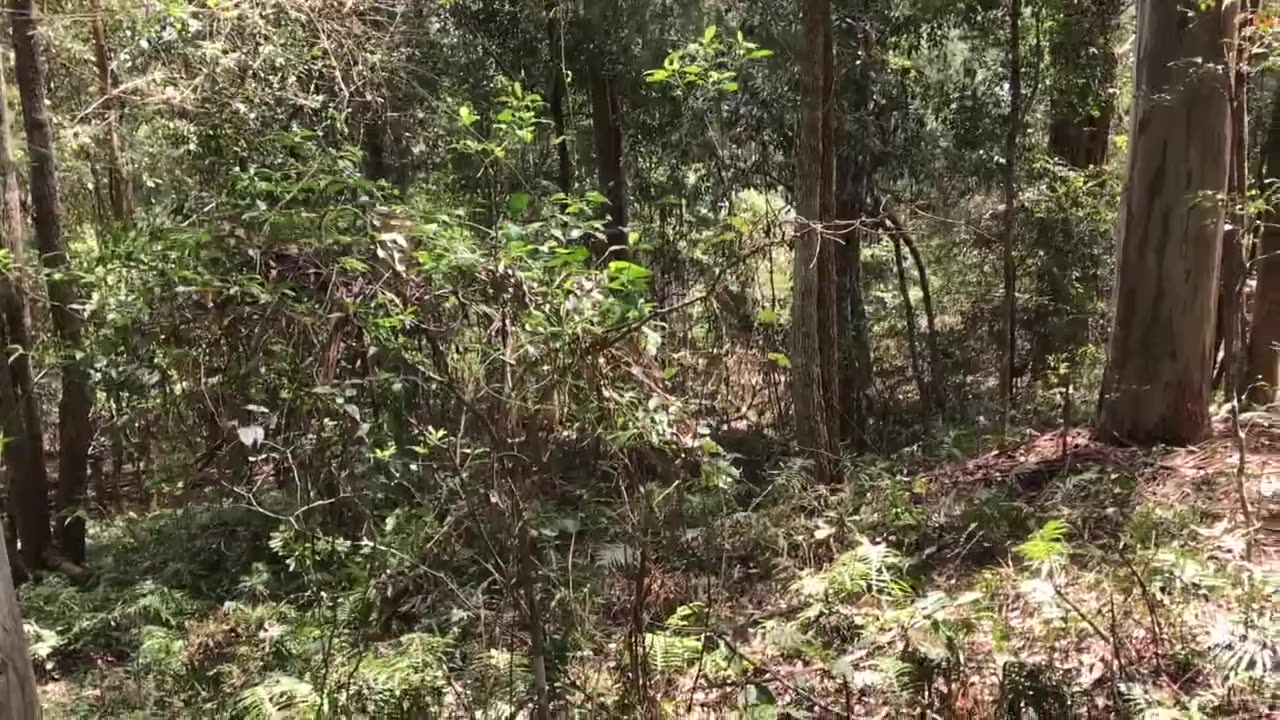 koala habitat, free of weeds, with bird music