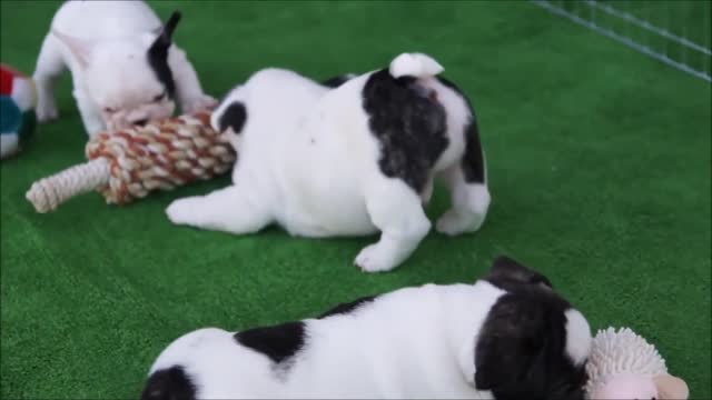 Funny And Cute French Bulldog Compilation