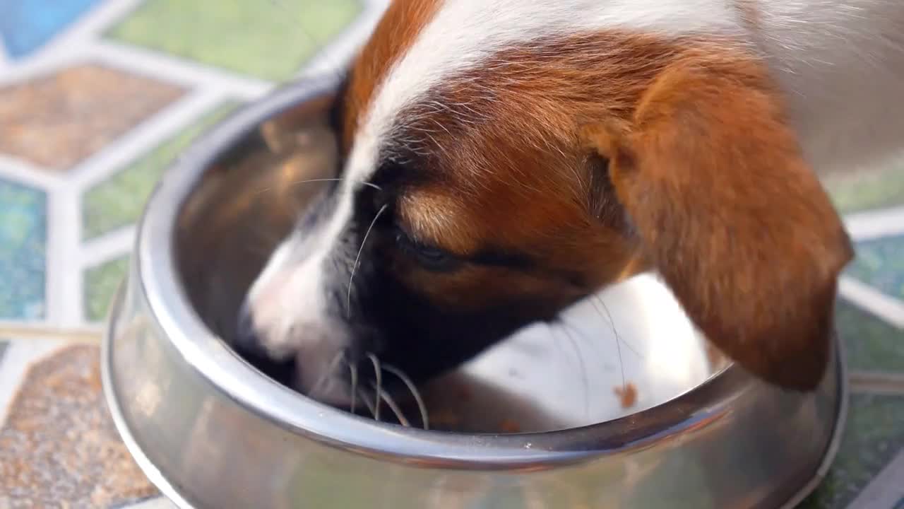 Cute Puppy Eating Dog Food in a Bowl. Close up