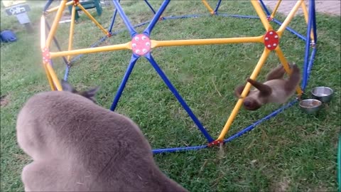 Baby Sloths being cute