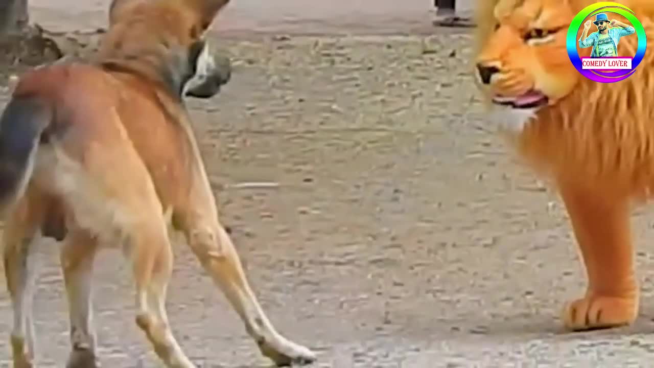 Dog vs tiger funny video 2022