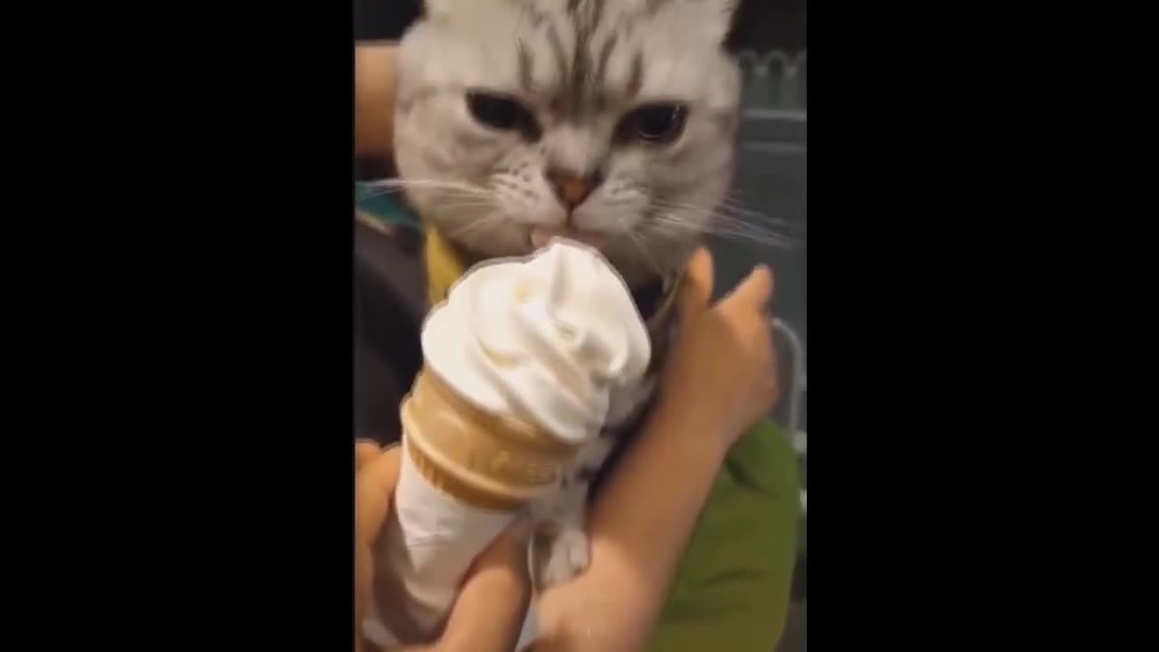 CUTE ANIMALS [IMPOSSIBLE NOT TO LOVE] 2021