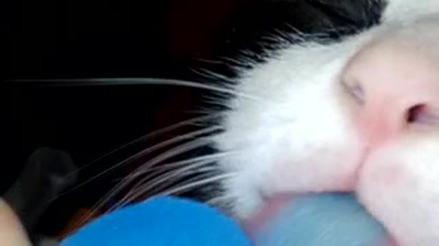 Cat wants blue tongue brain freeze!