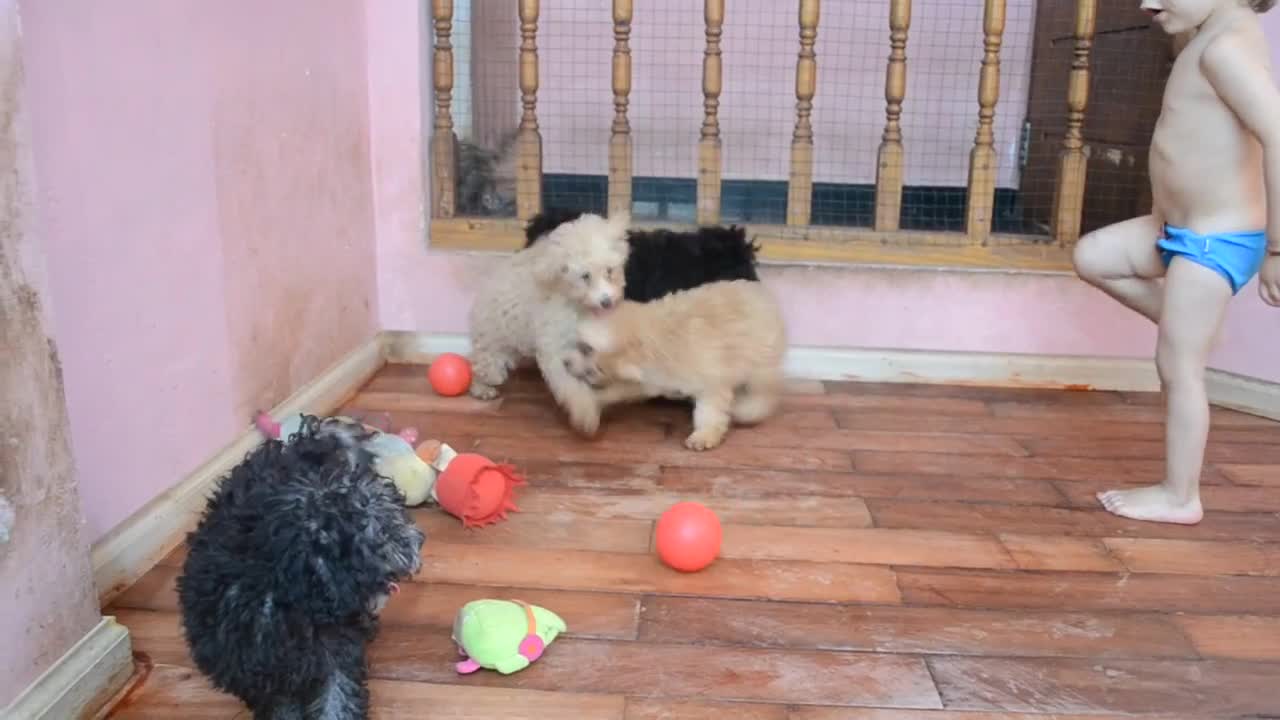 Estos cachorros se la pasan súper bien