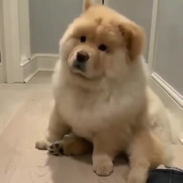 Very unique and funny little dog