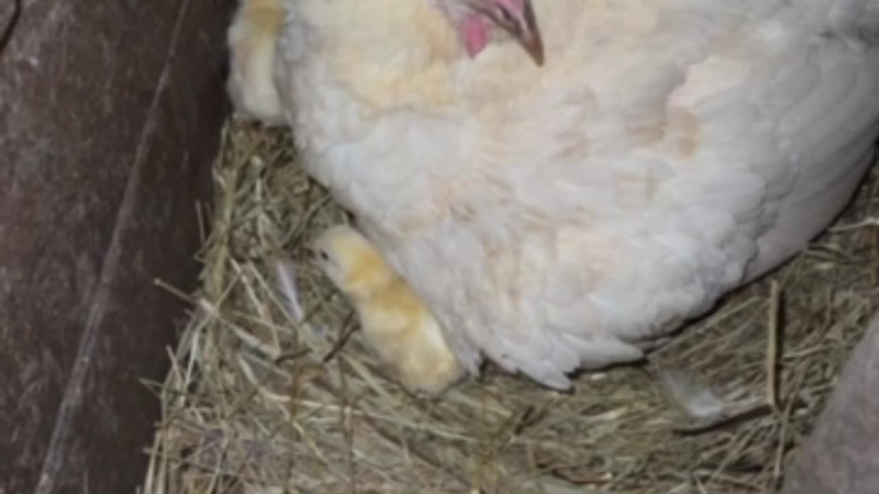 Brooder chicken with her baby chicks