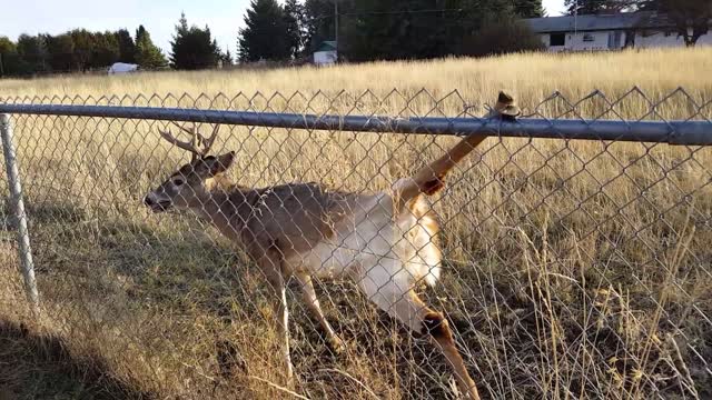 Rescuing a Deer From a Chain-Link Fence