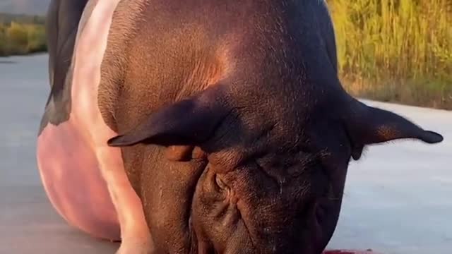 Pig