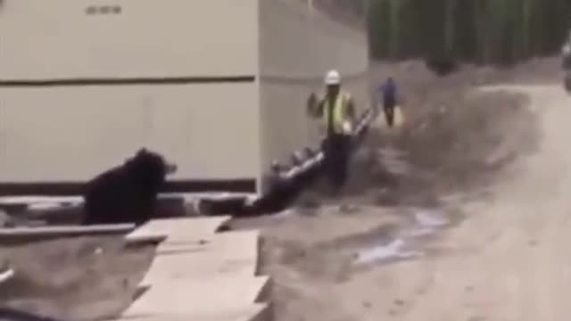 Man in very convincing bear costume (or is it a bear) scares co-workers