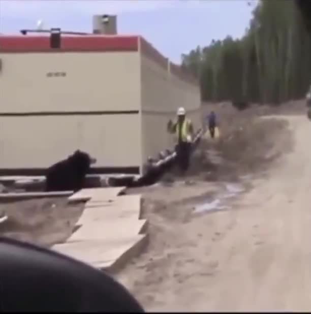 Man in very convincing bear costume (or is it a bear) scares co-workers
