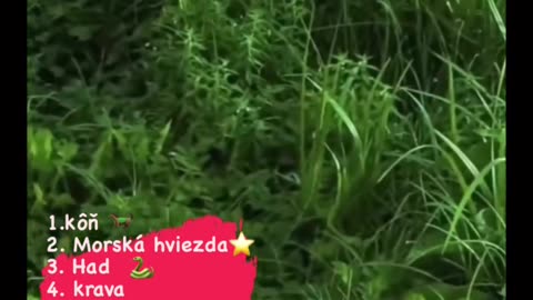 Ako vidia svet zvieratá?