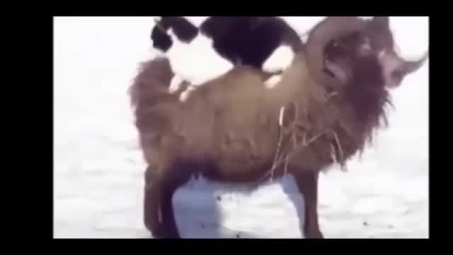 Compilation Funny Videos With Animals and Sailors #2