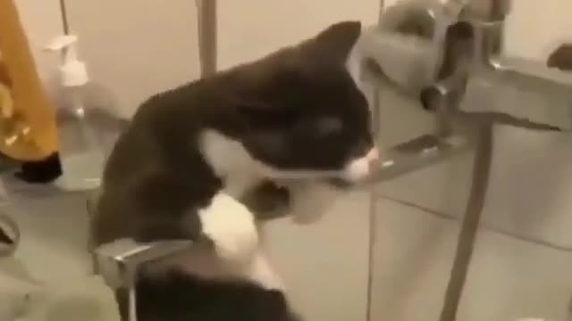 Cat video - Awesome video - cute cat video - baby cat