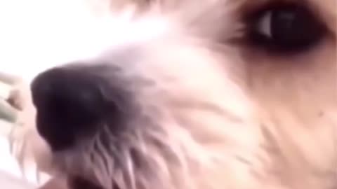 Cute Doggy in my hand