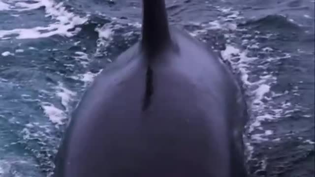 My favourite whale behaviour by FAR in the spyhop 😱😱