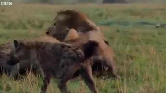 wild animal