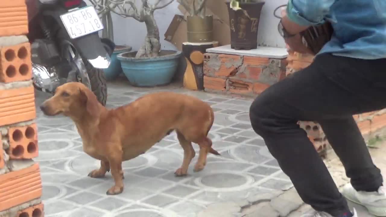 Dog video
