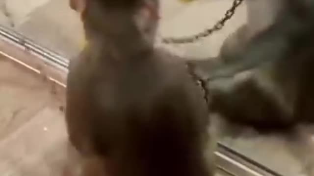 Funny monkey reaction