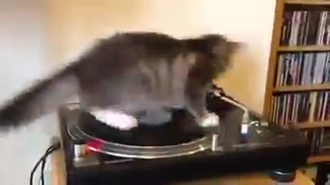 This cat would like to be a DJ