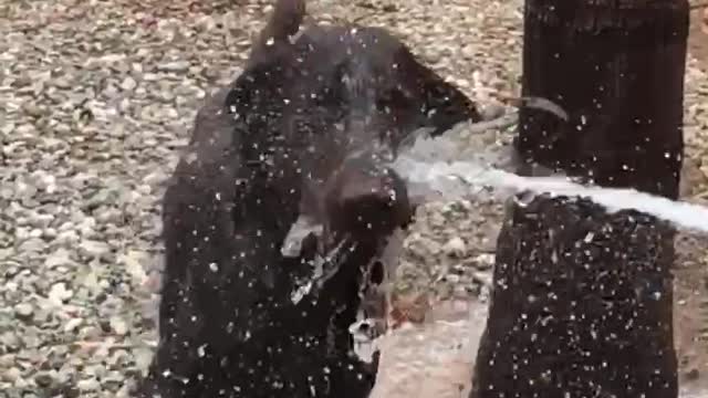 Chocolate Lab vs Water