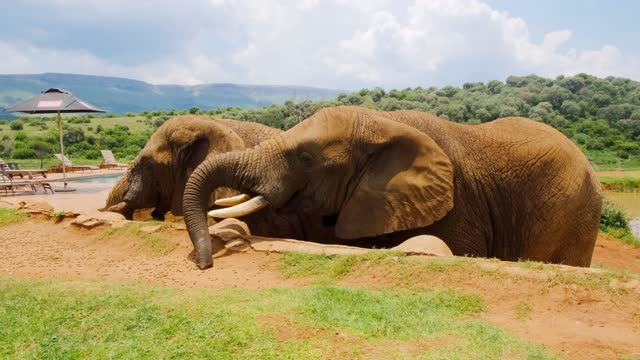 A Man Feeding The Elephants