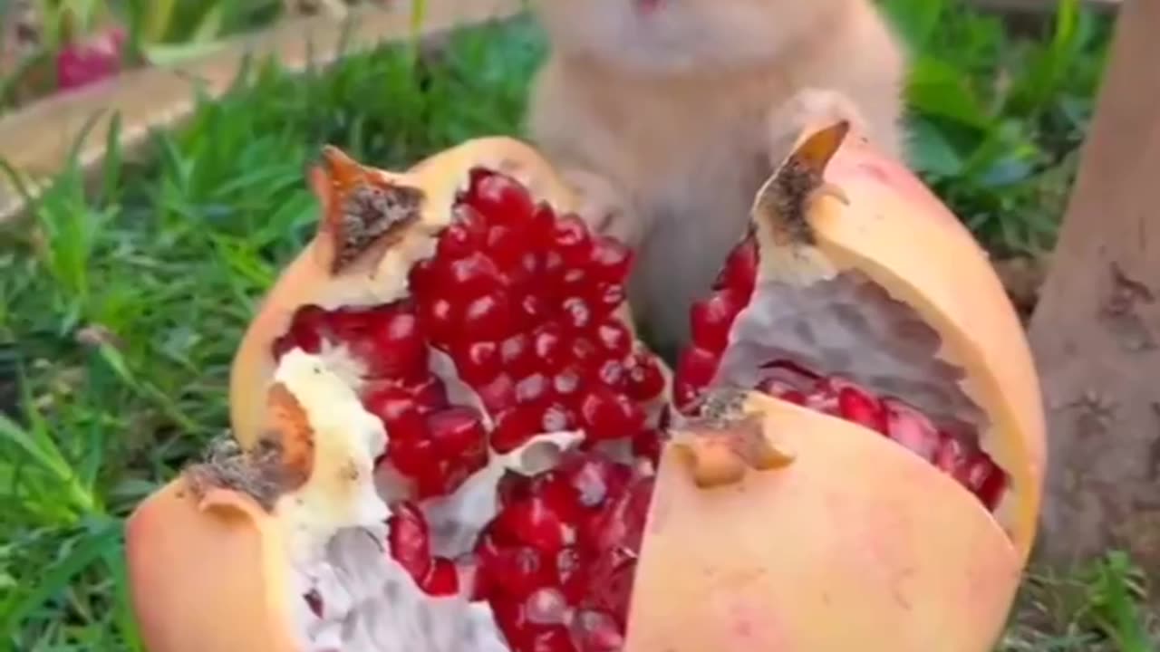 Farm fresh..🐰🍇😍