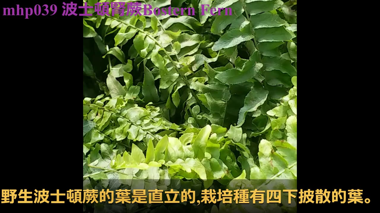#波士頓腎蕨 sword fern mhp039 /2020