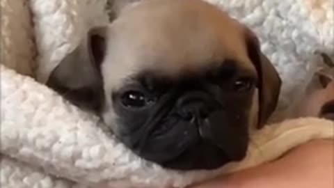 Funniest dog and cutest pug dog