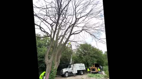 F & F Tree And Landscaping Service LLC - (712) 216-7603