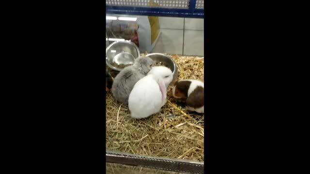 A group of rats in a cage eating