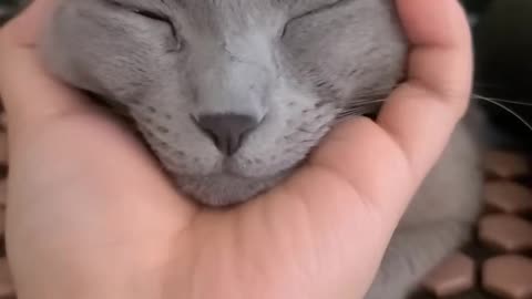 Russian Blue Cat Face Massage