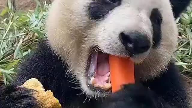 HUNGRY Panda 🐼