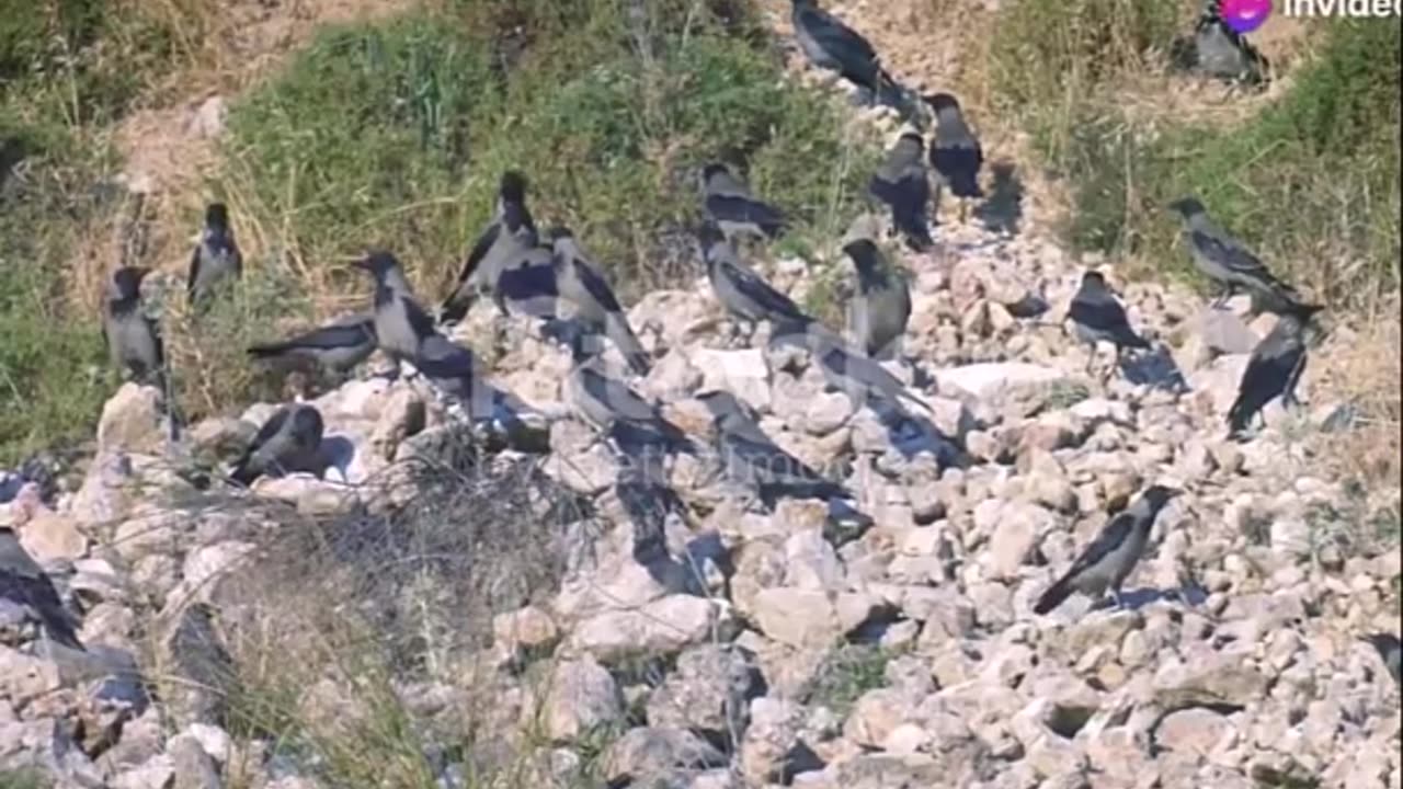 Rooks Crows are the Ultimate Team Players in the Animal Kingdom