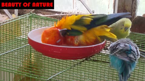 My Birds Bath time