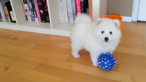 DOG VIDEO ,Diesel, cutest Japanese Spitz pup plays n poses