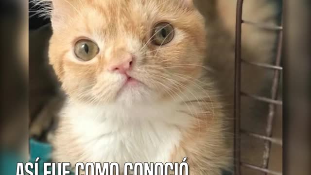 Una joven rescató a una gatita de necesidades especiales … y su vida cambió por completo