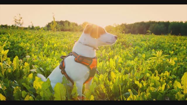 Dog smelling and thinking