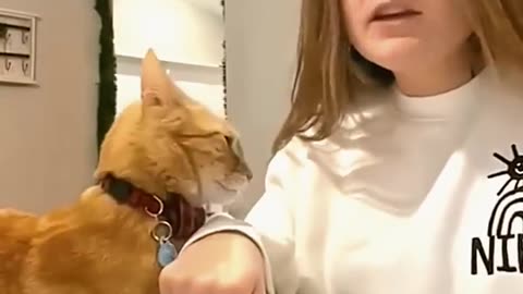 Funny cat