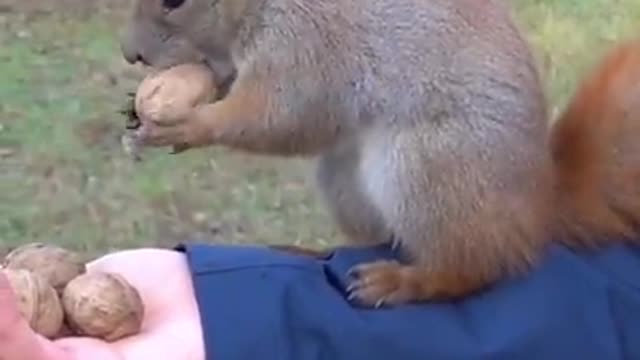 Bad nut Larry the squirrel has a superb sense of smell