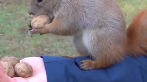 Bad nut Larry the squirrel has a superb sense of smell