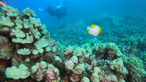 Big island Hawaii Scuba diving - Warm Water