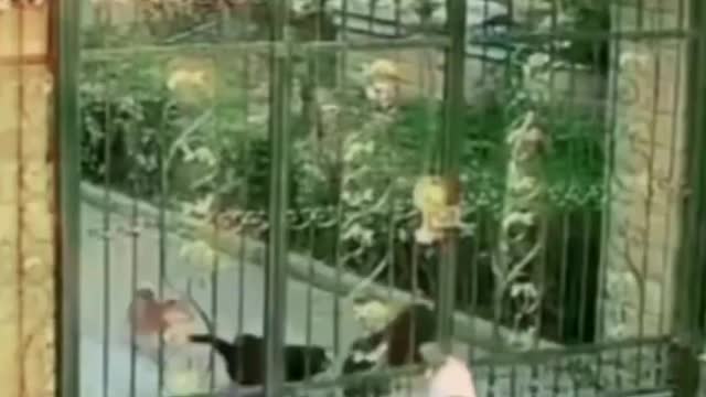 Amazing_Video 🤯 ||.